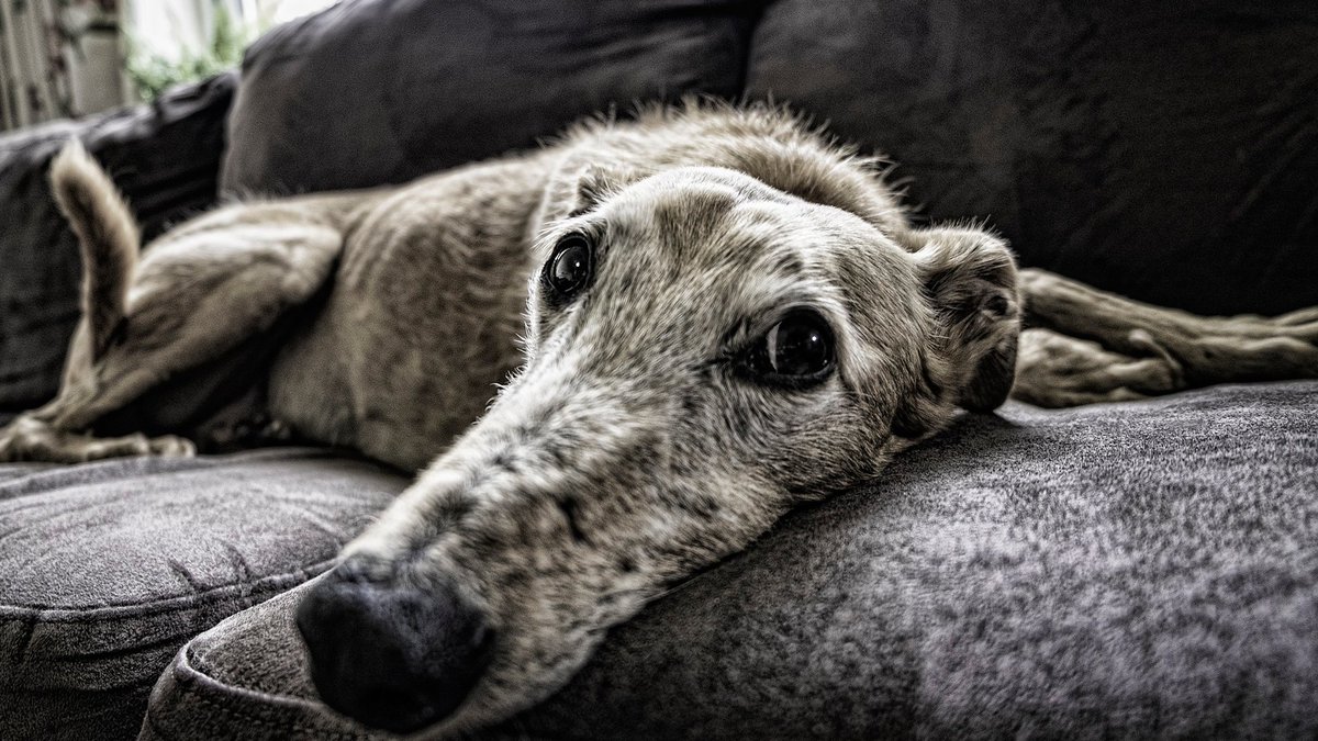 tiendasmatsofa's tweet image. Si dudas entre tapizar el viejo sofá o comprar uno nuevo, te ayudamos a tomar la mejor decisión 
blog.matsofa.com/comprar-sofa/t…

#sofasmodernos #comprarsofa #tapizados #matsofa