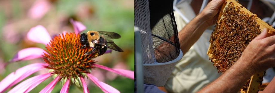 DelValGradCE's tweet photo. What do May flowers bring? Bees! Become a Beekeeper w/DelVal's in-person queen-rearing &amp; intro to beekeeping w/master keeper Vincent Aloyo. Learn bee biology, behavior, apiary, harvesting  equipment &amp; supplies, and more. Learn more &amp; register: https://t.co/mL7hh0sQZ4 https://t.co/7Qp1FmZcAw