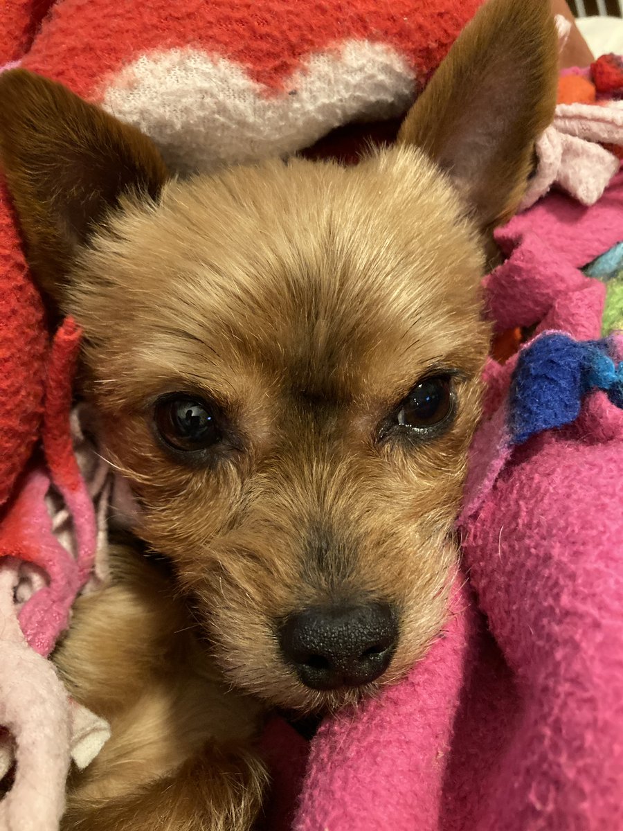 PedInsider's tweet photo. @dog_rates Peach briefly awakened from snoozles for pic https://t.co/A0kc4LquCX