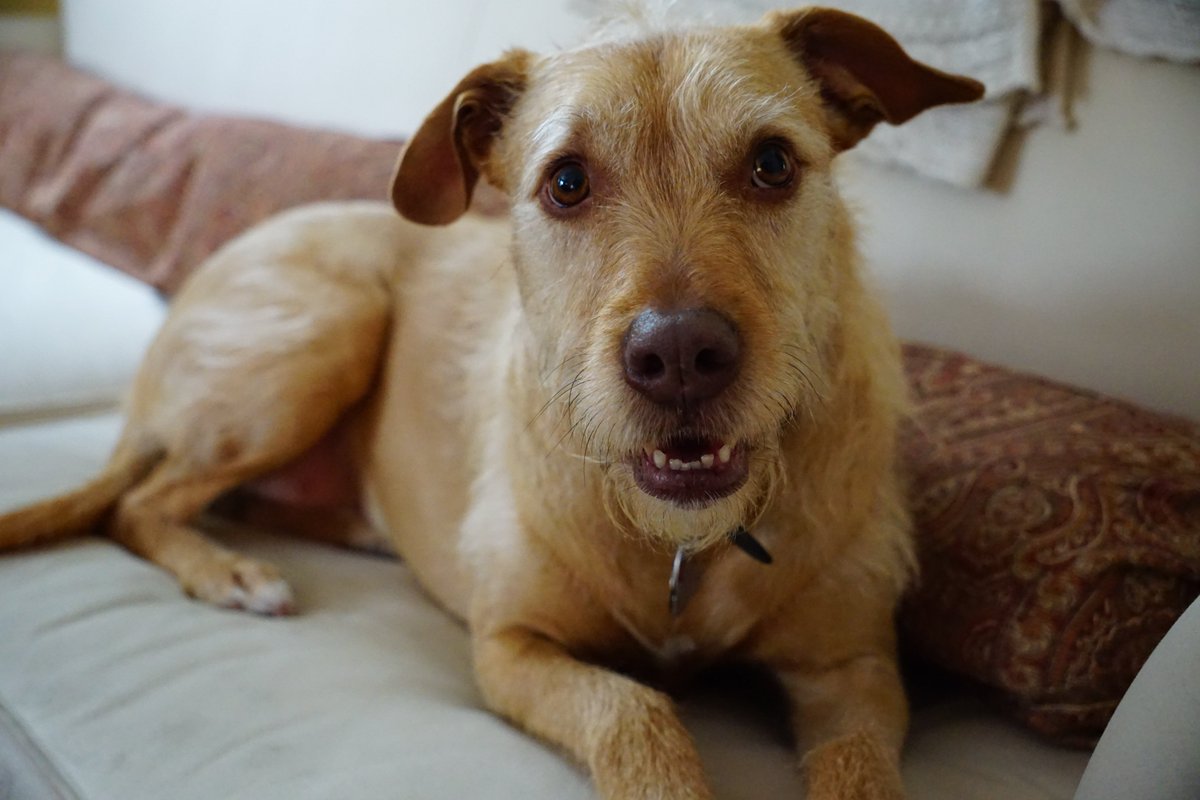 Sandy keeps <a href="/TomCrann/">Tom Crann, MPR News</a> sounding great on the airwaves as she works with <a href="/MEBurks/">Megan Burks</a>. All Things Considered, she a good doggo.