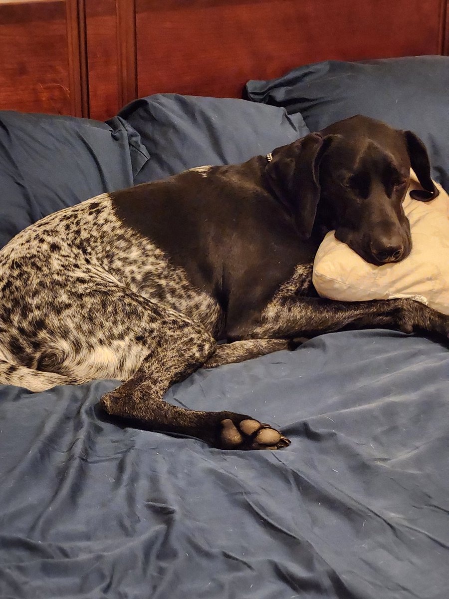 GSivak's tweet photo. @dog_rates Jetson in his favorite place. https://t.co/2VaEnpSu93