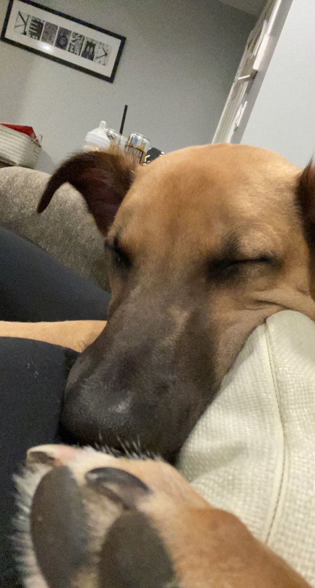 Cstarr23's tweet photo. @dog_rates https://t.co/KNkE36qcNO
