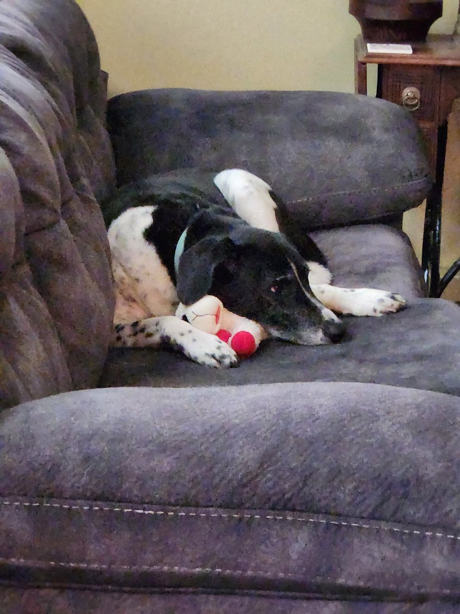 GSivak's tweet photo. @dog_rates And his good friend Mojo with guest appearance by Lamb Chop. https://t.co/636lTagEqY