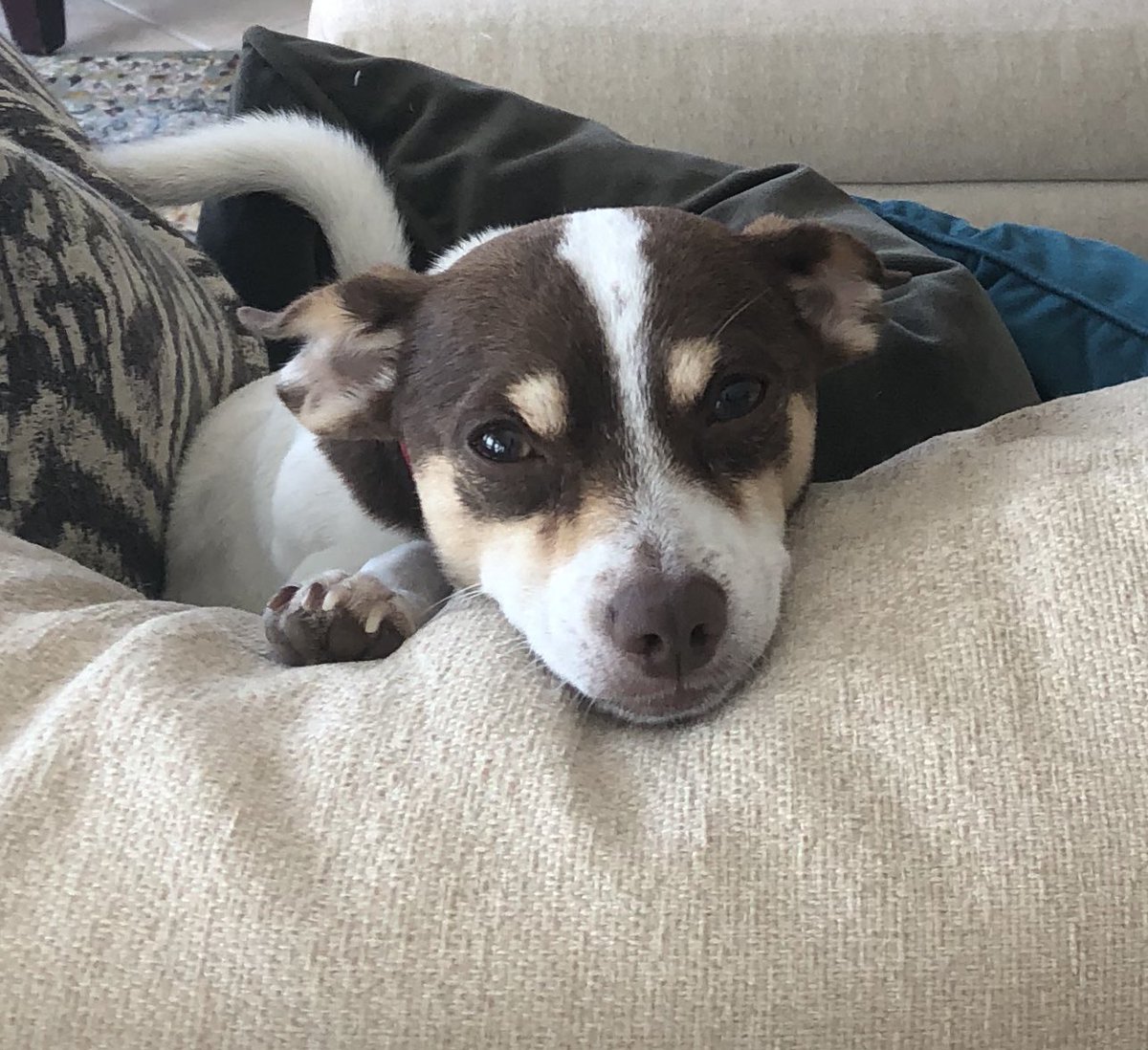 bmarski's tweet photo. @dog_rates https://t.co/wk3SaPehch