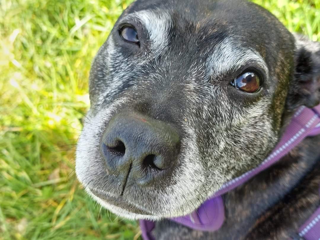 SeniorStaffy's tweet photo. Look into my eyes....you are falling for me....you want to adopt me....
How gorgeous is our little lady Poppy?? That face 😍 Can you resist? ❤️❤️❤️ 
More about this little cutie on our website at https://t.co/Cnh3zmFSq1 #seniorstaffy #TeamZay #AdoptDontShop #ThursdayVibes https://t.co/p7tbPvIVhF