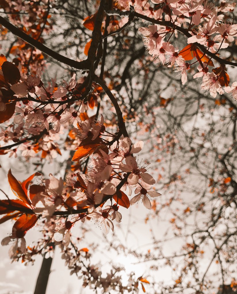 🌸
#Spring #BlossomWatch2023 #ThePhotoHour #TheStormHour