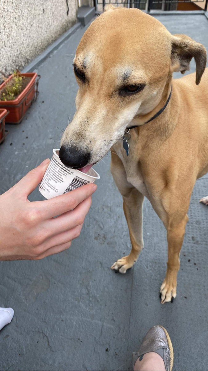 SingingEmu's tweet photo. @dog_rates Bigby enjoying doggie ice cream 😊 https://t.co/tN9OstzwAA