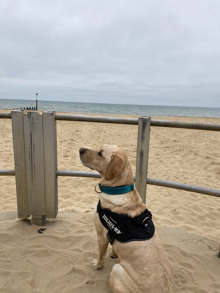 TashaTonks's tweet photo. @dog_rates https://t.co/LOuNfwVnm3