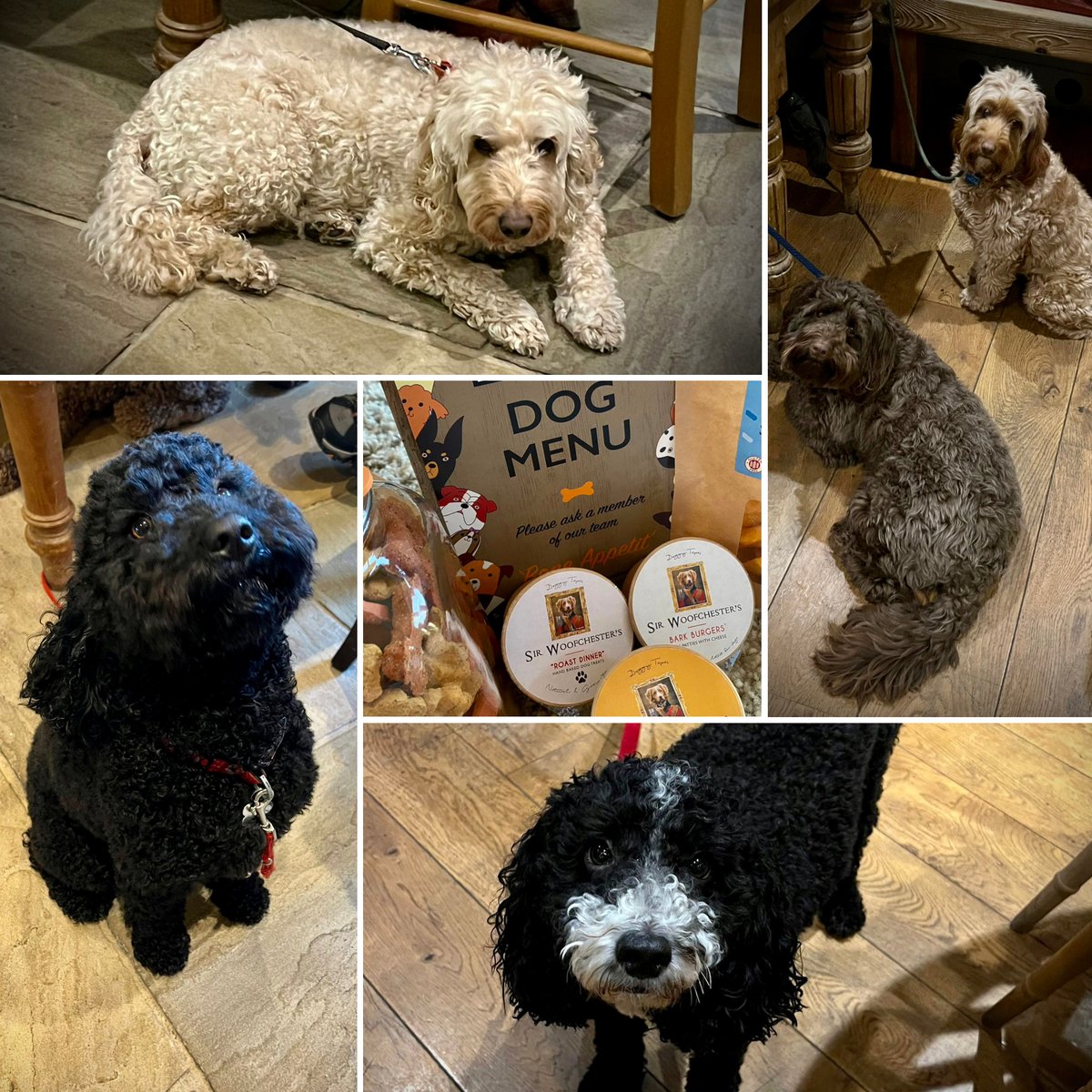 Syd and his Cockapoo chums enjoying a long business lunch .... #countrypub #dogfriendly #barkingmad #dogsofinstagram #SirWoofchesters