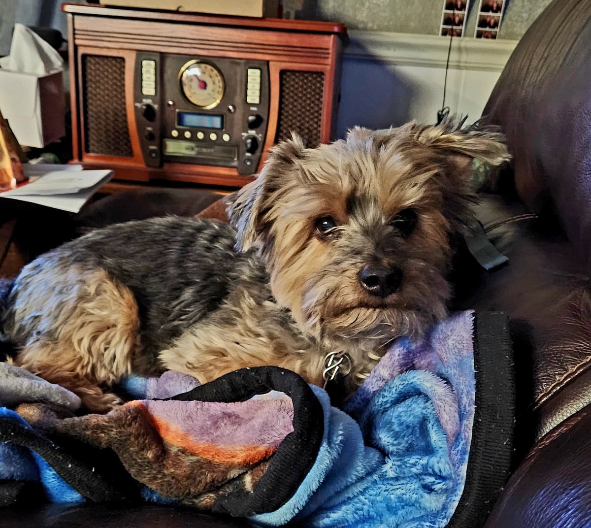 rose_blackthorn's tweet image. My 11-year-old puppy #LilBit