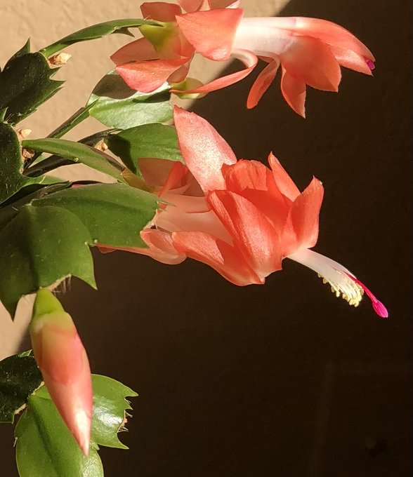 Let your inner beauty push through. #ThursdayThoughts #beautiful #art #NatureBeauty https://t.co/634<a href="/tag/thursdaythoughts"class="tags">#ThursdayThoughts</a><a href="/tag/beautiful"class="tags"><span>#beautiful</span></a><a href="/tag/art"class="tags"><span>#art</span></a><a href="/tag/naturebeauty"class="tags"><span>#naturebeauty</span></a>