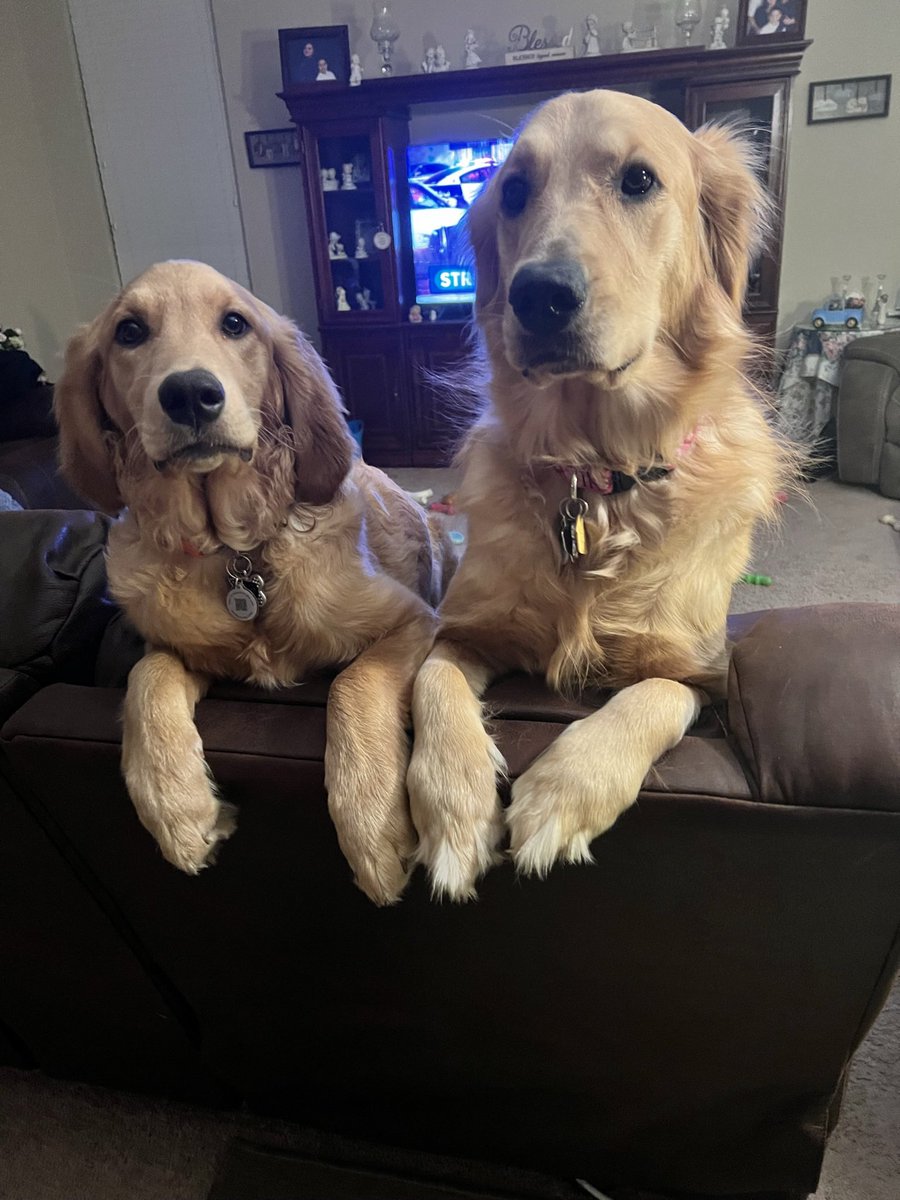 thetruedaver's tweet photo. @dog_rates This is Biscuit and Gracie. They are best friends and great puppies! https://t.co/QY0zHEu95R