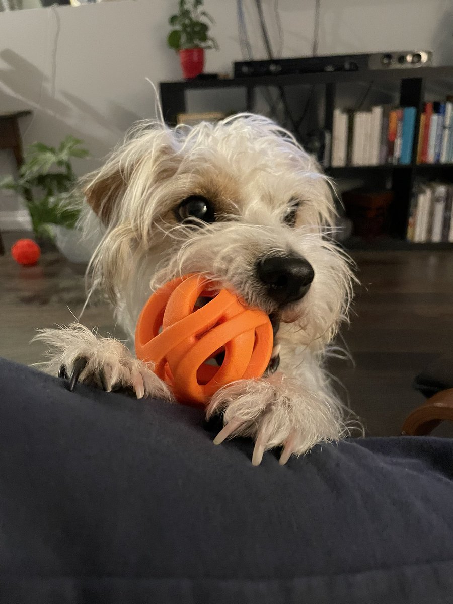 trailer1's tweet photo. @dog_rates @dog_feelings https://t.co/Z5D8YVrEdG
