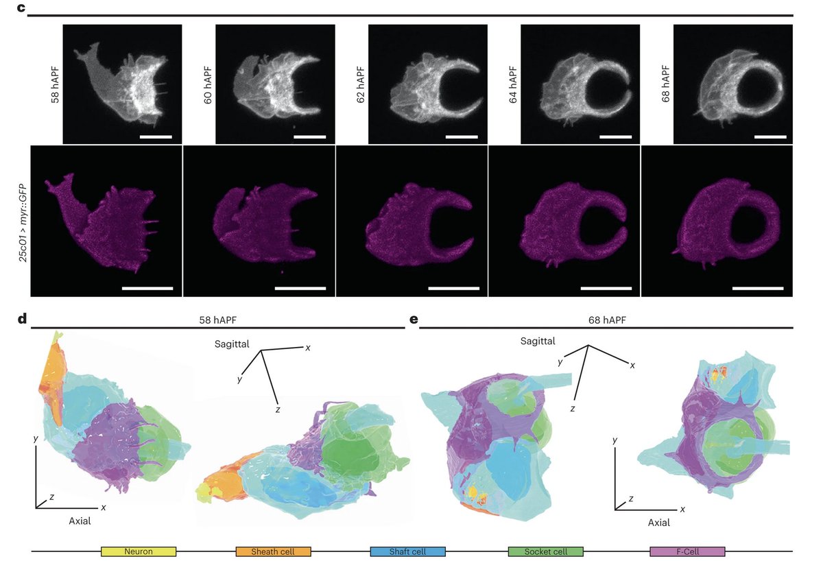 Taponlab (@taponlab) on Twitter photo A new story, spearheaded by Federica Mangione is out <a href="/NatureCellBio/">Nature Cell Biology</a>!🎉
Federica observed the association of non-neuronal epidermal cells with the developing mechanosensory bristle. (1/2) A new story, spearheaded by Federica Mangione is out <a href="/NatureCellBio/">Nature Cell Biology</a>!🎉
Federica observed the association of non-neuronal epidermal cells with the developing mechanosensory bristle. (1/2)