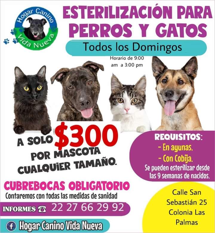 Juliana_120620's tweet photo. #Puebla. 
 #Facebook   e    #Instagram
#AdoptenNoCompren 🐕🦮🐕‍🦺
#Esterilicen
#SeanResponsables https://t.co/1afEMgYnln