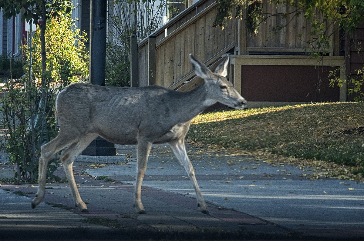 @vineyardwarrior #Unexpected #Deer #Photography This deer had just crossed the road on a crosswalk in the middle of small town in #AlbertaCanada and I was so surprised. #Animals