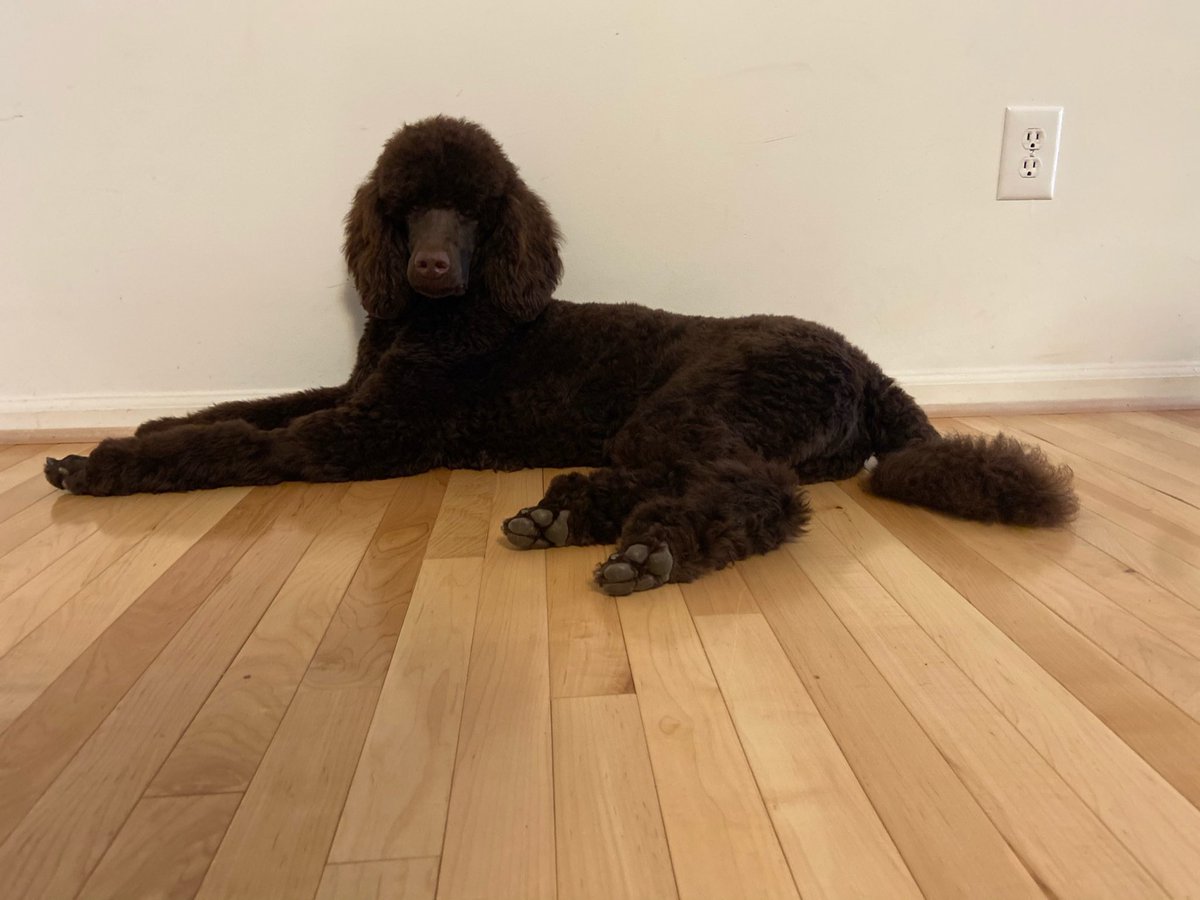 csjohn321's tweet photo. @dog_rates Straight from his 1970s style album cover…Dino says hello https://t.co/EJ0NCLwpUs