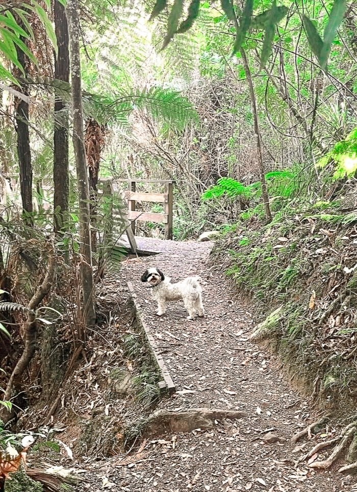greaterwgtn's tweet photo. Meet Betty! Betty loves long walks in the park at sunset, even more so with her best buddy Wilson. Luckily for Betty and Wilson there are many places to explore within the regional parks.
Find your furry besties next sunset adventure here π https://t.co/JlKndrUDRn #FridayFloof https://t.co/4K6zxR8vdX