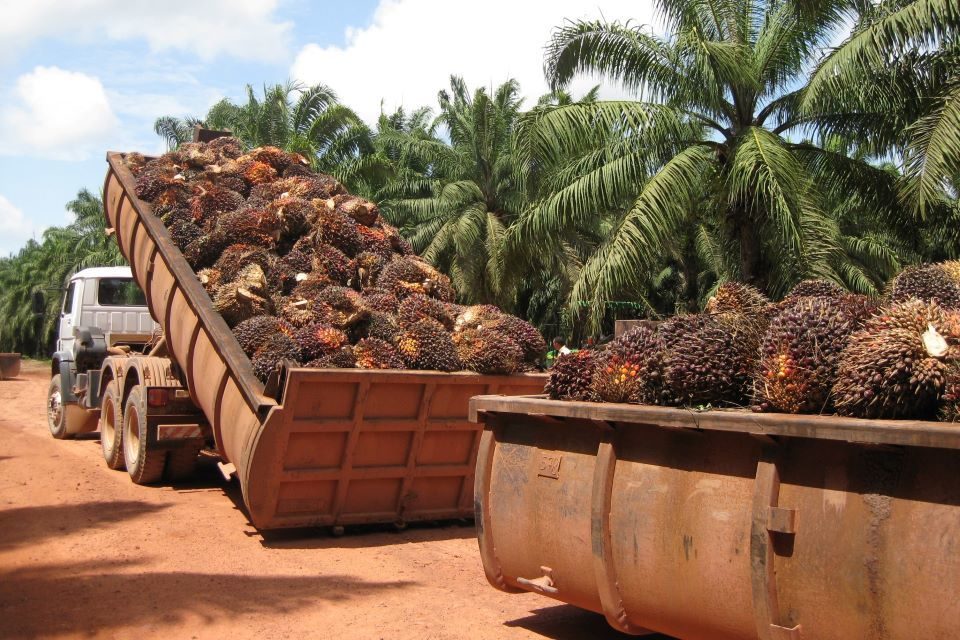 DiarioTalCual's tweet photo. Gremios se quejan de que las importaciones asfixian producción de aceites y grasas #TalCual #ClaroyRaspao #SinChance https://t.co/0mcvWn37UL https://t.co/bUJEFIYG9J