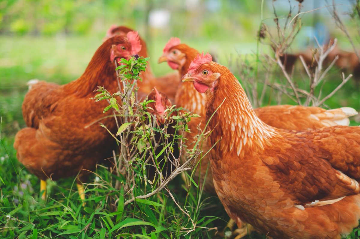 USDA_APHIS's tweet photo. The #FlockDefender program provides our younger generation of poultry owners with critical information about biosecurity, which is the best way to protect domestic poultry. 

Check out our youth resources here: https://t.co/eMpsLpeML8

#DefendTheFlock #HPAI https://t.co/c2lRNSOquv