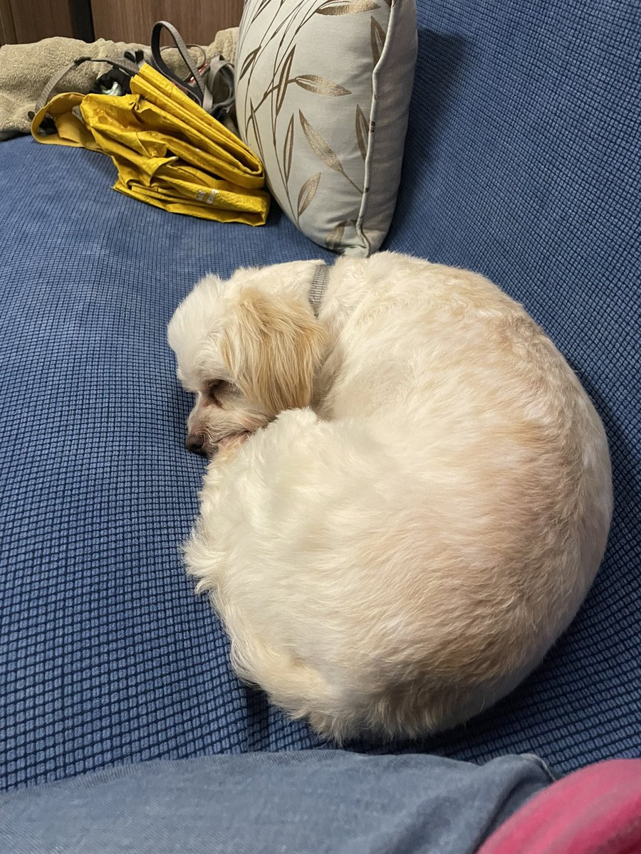 gemsey13's tweet photo. @dog_rates https://t.co/jNjEaTpnes