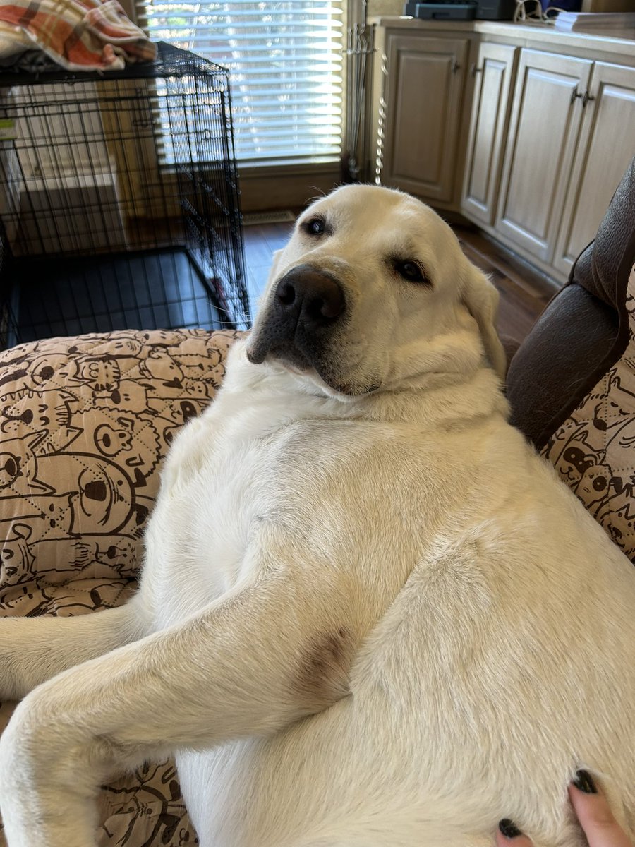 lizzards14's tweet photo. @dog_rates https://t.co/qWzG19CGhK