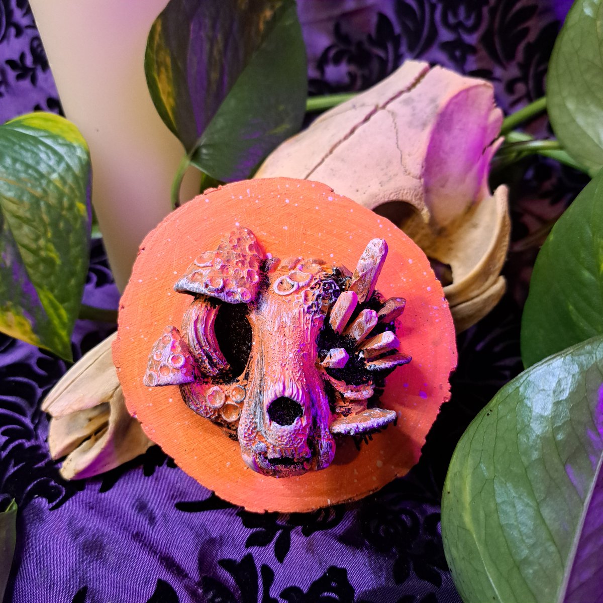 HellKittenRVA's tweet photo. Limited amount of Neon Kitties from @Hollymacabreart restocked to our sites! check out our linked tree for our website and etsy page for purchase! 
.
#taxidermy #oddities #taxidermyart #vultureculture #HollyMacabreart #curiosities #odditiesandcuriosities #skulls #macabreart #art https://t.co/4BQlIIVjNA