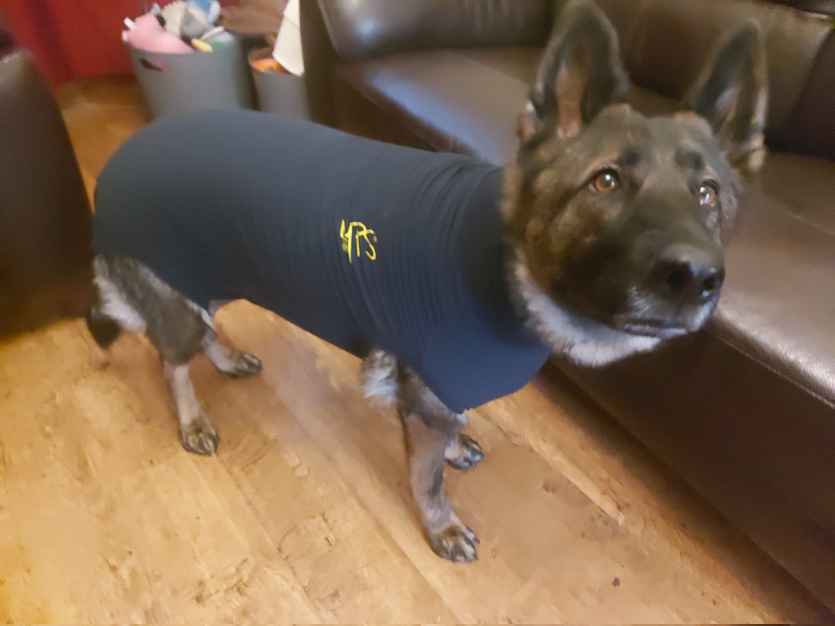 kwakali's tweet photo. Thank you to my friend RPD Fitz for lending me this fetching onesie!  I've had 'the op' by keyhole surgery.   So it won't be long until I'm back to my  normal naughty self 👹 🐾🐾 Thank you Medivet/ Feldons vets, Leamington Spa for fab treatment  too.  @MaxRpd @medivet https://t.co/XaEqNtQk8c