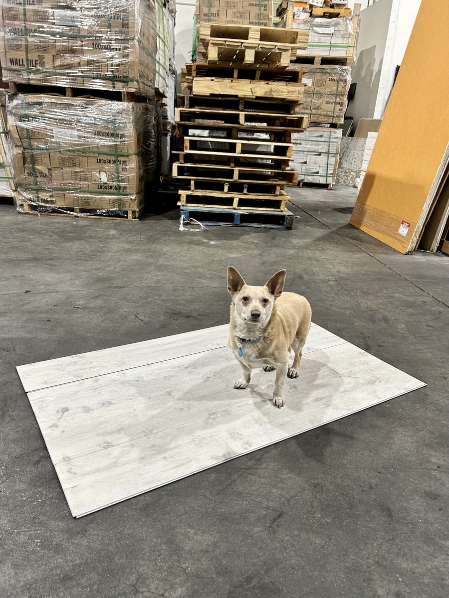 Happy #NationalPuppyDay from our warehouse pup-at-hearts! Goose and Henry test out our new SPC Vinyl.. wood'nt you? 😂 ow.ly/3oyL50Nqtir 🐶🐶

#VinylFlooring #DogAtWork #SPCVinyl #NationalDogDay