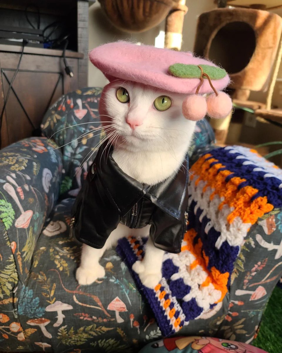 Cat Dealer on Twitter