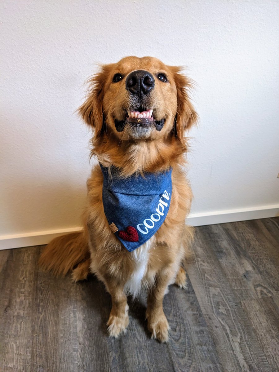 abreed_13's tweet photo. @dog_rates And Cooper, my little two-nager 🥹 https://t.co/StRYIC6Z2B