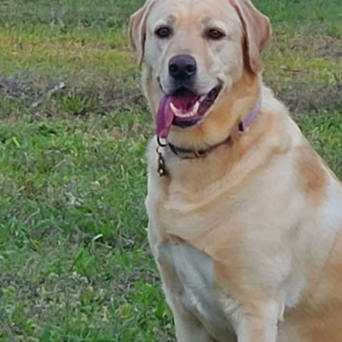 Rebele128's tweet photo. @dog_rates Kona https://t.co/if8cKgMBlh