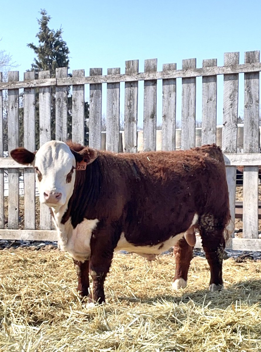 Just under 3 weeks away from Sale Day and the boys in the pen are coming along nicely #PrimePlusBullSale <a href="/CAN_Hereford/">Canadian Hereford</a> <a href="/MBHereford/">Manitoba Hereford Association</a>