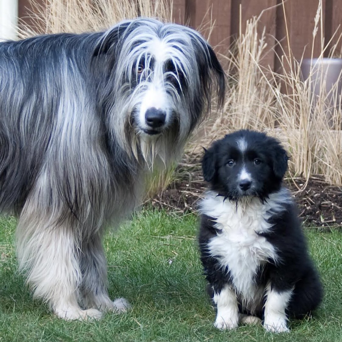 jamie_ES30's tweet photo. @dog_rates George with his baby brother Gilbert.  Gilbert is 13 now… https://t.co/neqgE3Cgdv