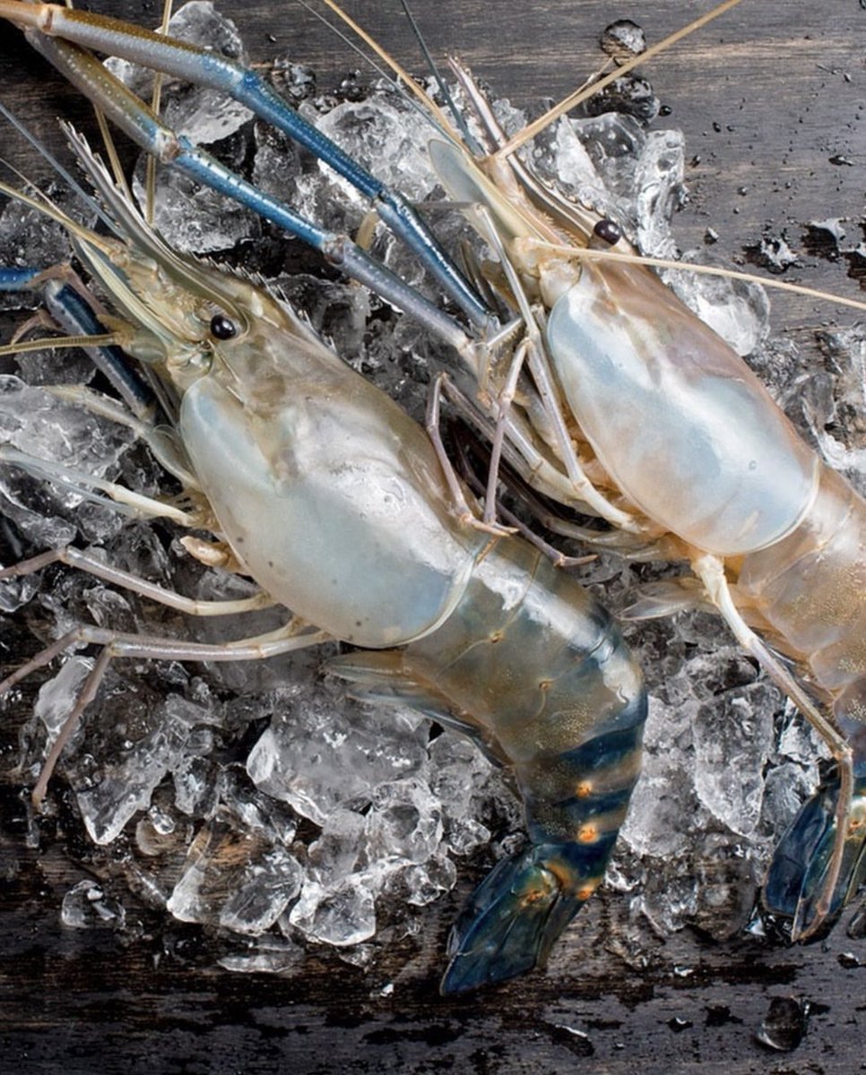 🚨Hot Buy Alert🚨 Stock up on marked down seafood items for the rest of the Lenten season! 🍤🦀

47720- King Crab Leg 9/12
45223- Snow Crab Cluster 8/10
81908- Shrimp Tempura 26/30
45471- Freshwater Shrimp H/ON 

Check our website for more meat, seafood, and specialty deals! 💻💸