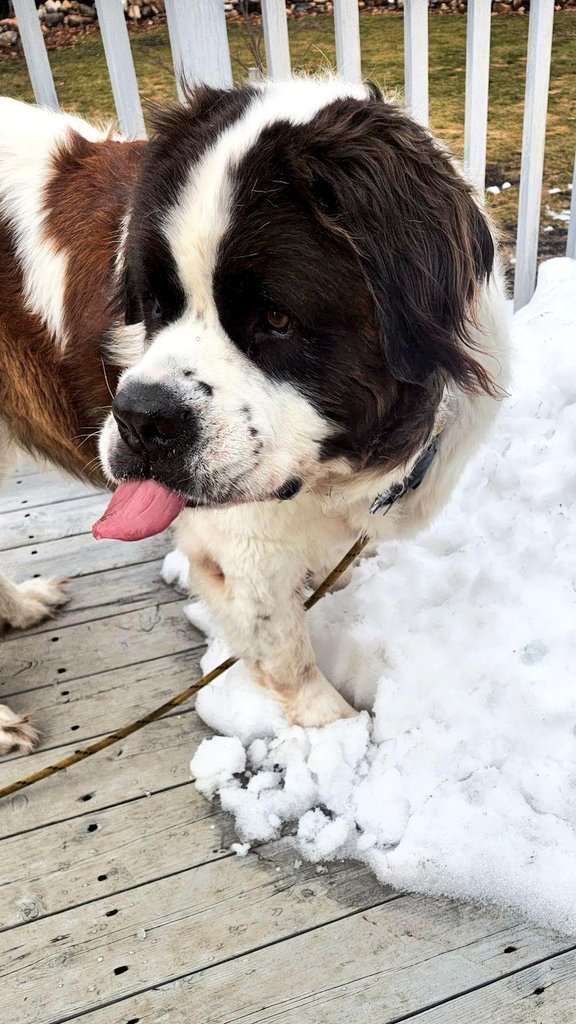 HeyyJennie's tweet photo. @dog_rates Waffles https://t.co/HJdndZC8xE