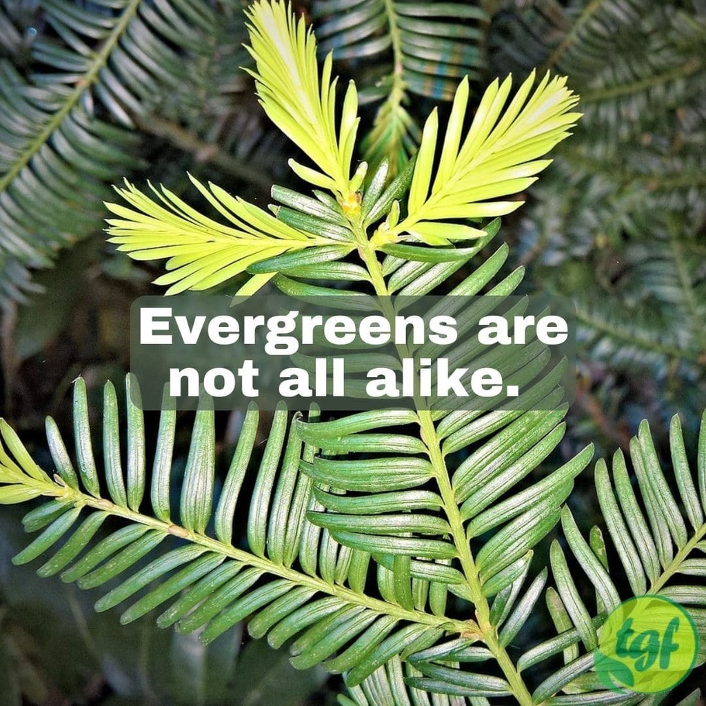 (Tumblr ift.tt/Okf6siY) Evergreens are not all alike.

#pruning #pruningforbeginners #gardening #thegardenersfriends #prune #planthealth #whentoprune #pruningseason #shrubs #plants #trees #prunetoshape #evergreen #evergreens #earlyspring #conifer #conifers
