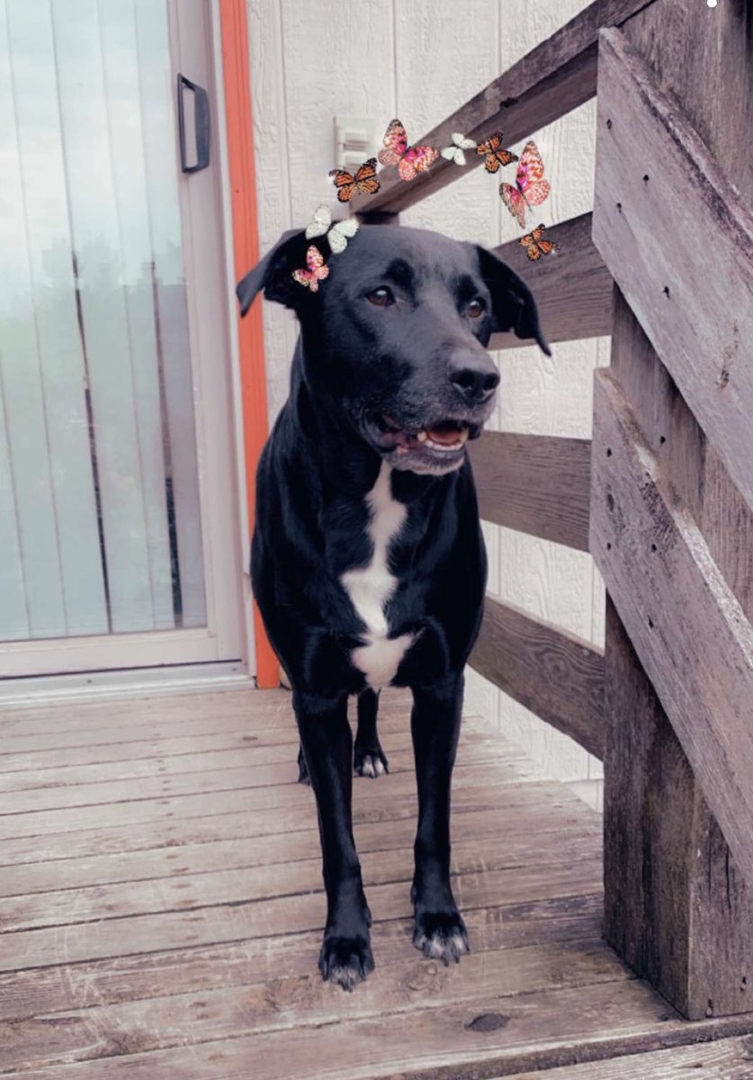 fdadhawk's tweet photo. @dog_rates Dexter says 👋🏻 https://t.co/xYvfJ2nQXR
