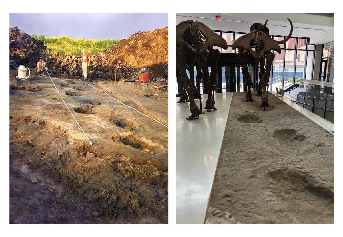 UM Paleontology tweet media