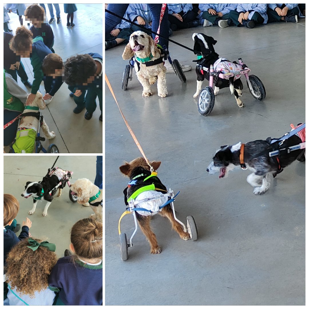 Nos ha encantado conocer a estos valientes y adorables 🐶🐶🐶<a href="/HBSTORREJON/">Humanitas Torrejón</a>