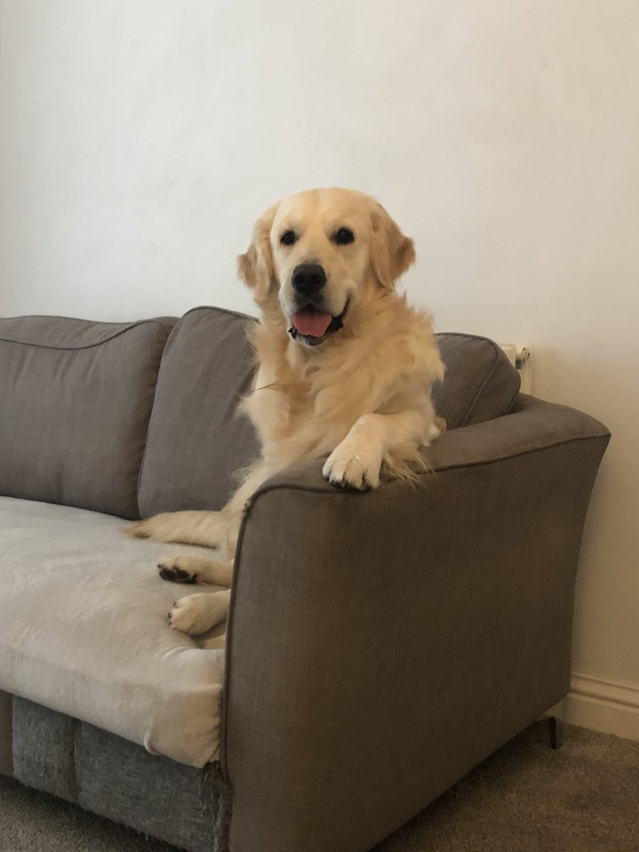 victoriajpatten's tweet photo. @AldiUK My handsome pup Dexter https://t.co/X98KavHS6q