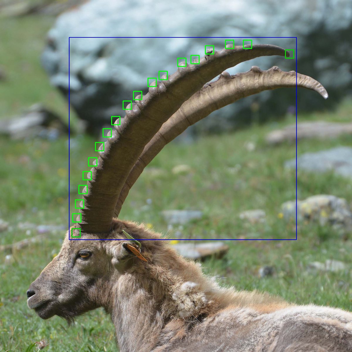 200 years ago, the Alpine ibex almost became extinct. Now, researchers at <a href="/UZH_Science/">UZH Science</a> have developed an #AI that can identify individual ibex 🐐triggeredbymotion.com/locations/gran… The goal is to extend it to other ungulates, enabling wide-ranging #conservation projects in the Alpine region.