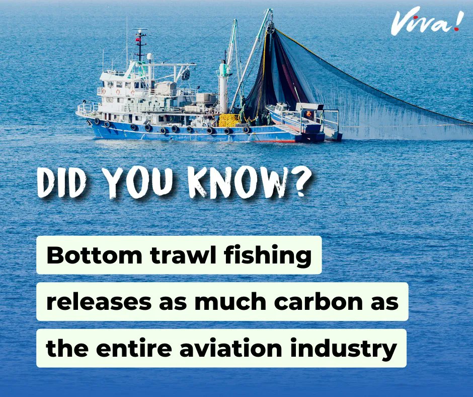 Viva! on X: Fishing boats that trawl the ocean floor release as