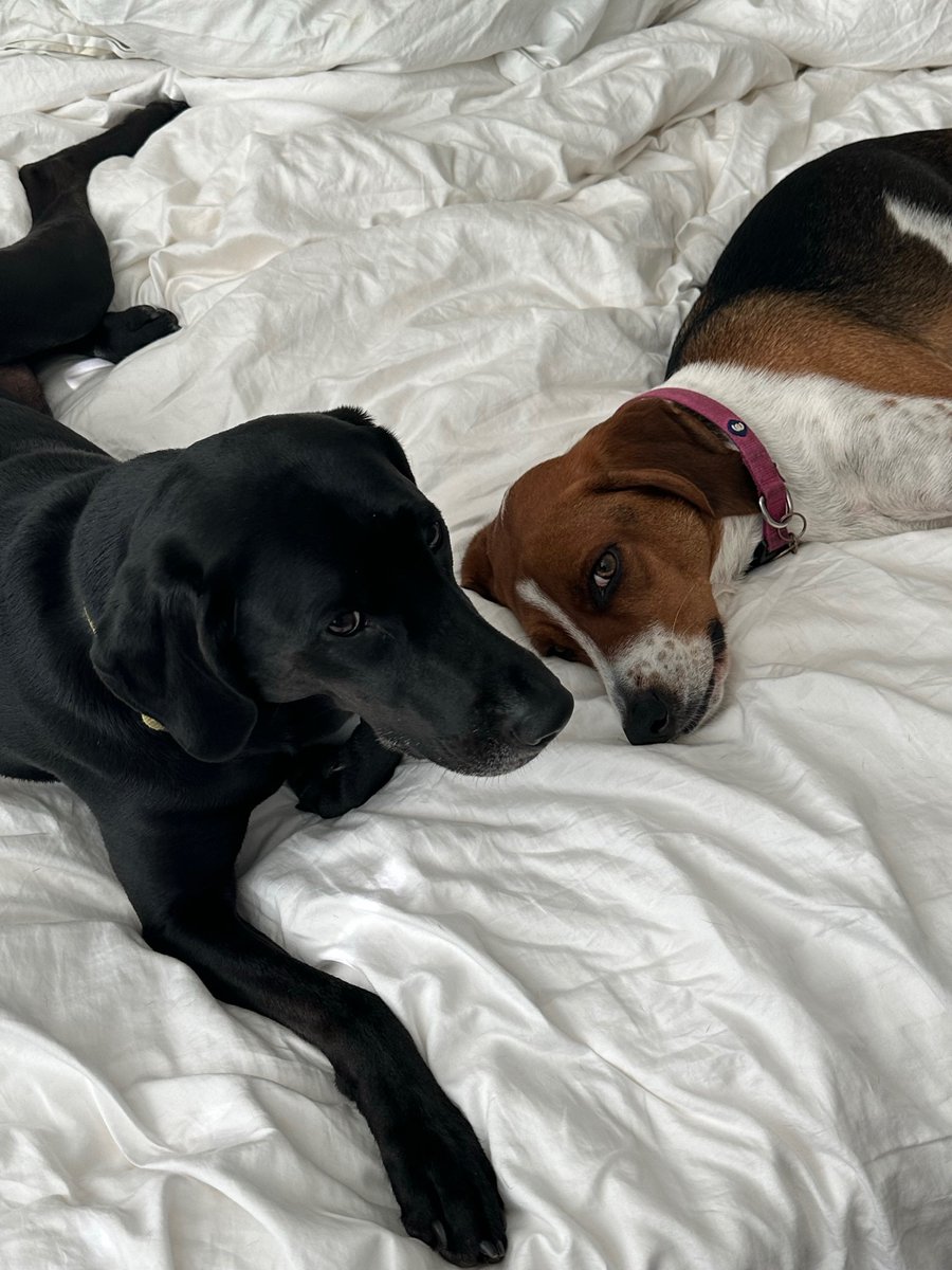MichiContreras's tweet photo. Heard itβs #NationalPuppyDay π #TMobilePets https://t.co/1X8LOZZx2Q