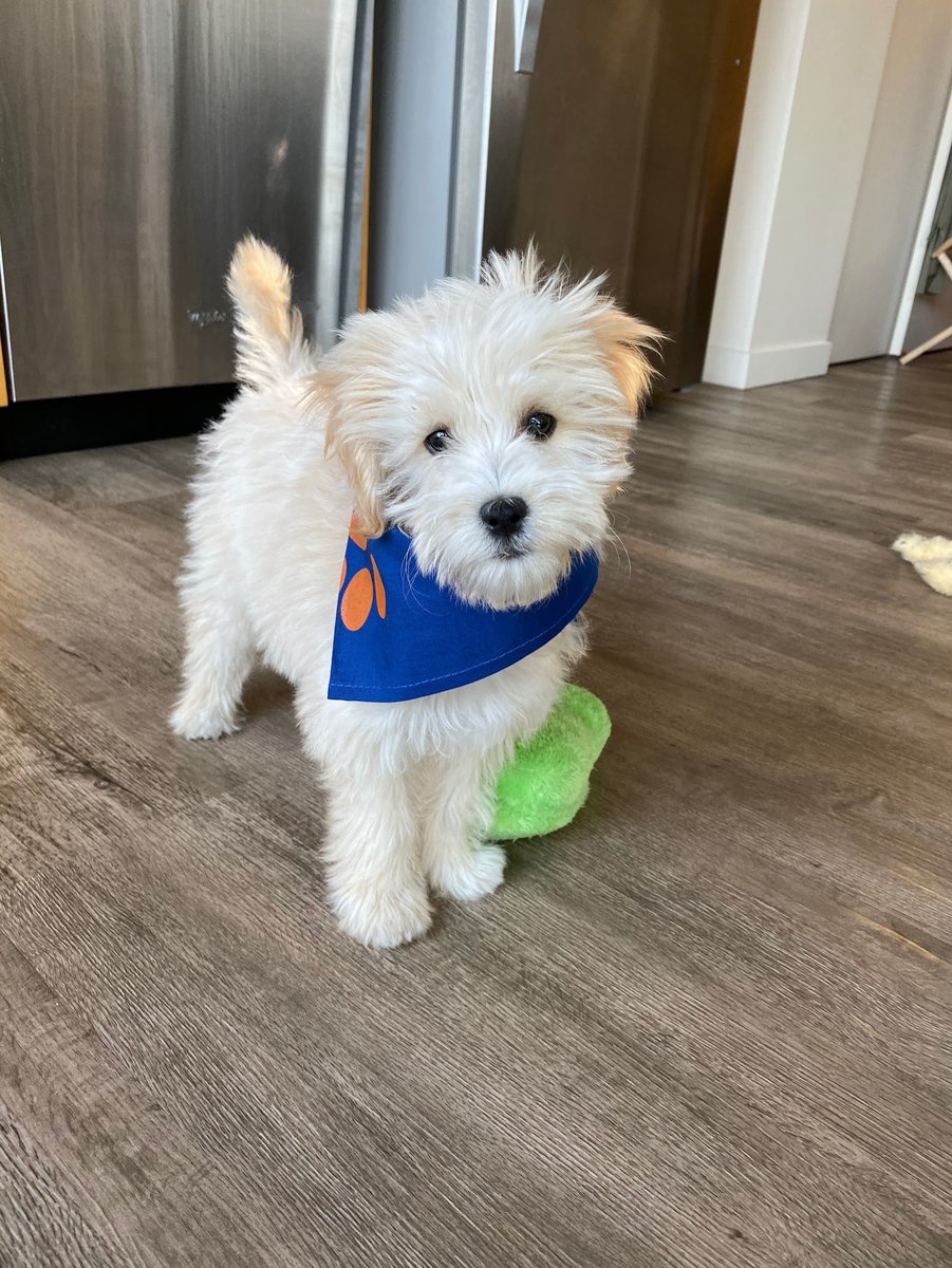tararebuck's tweet photo. Peaches never misses an opportunity to show off π #TMobilePets #NationalPuppyDay https://t.co/eOVCqoveq1