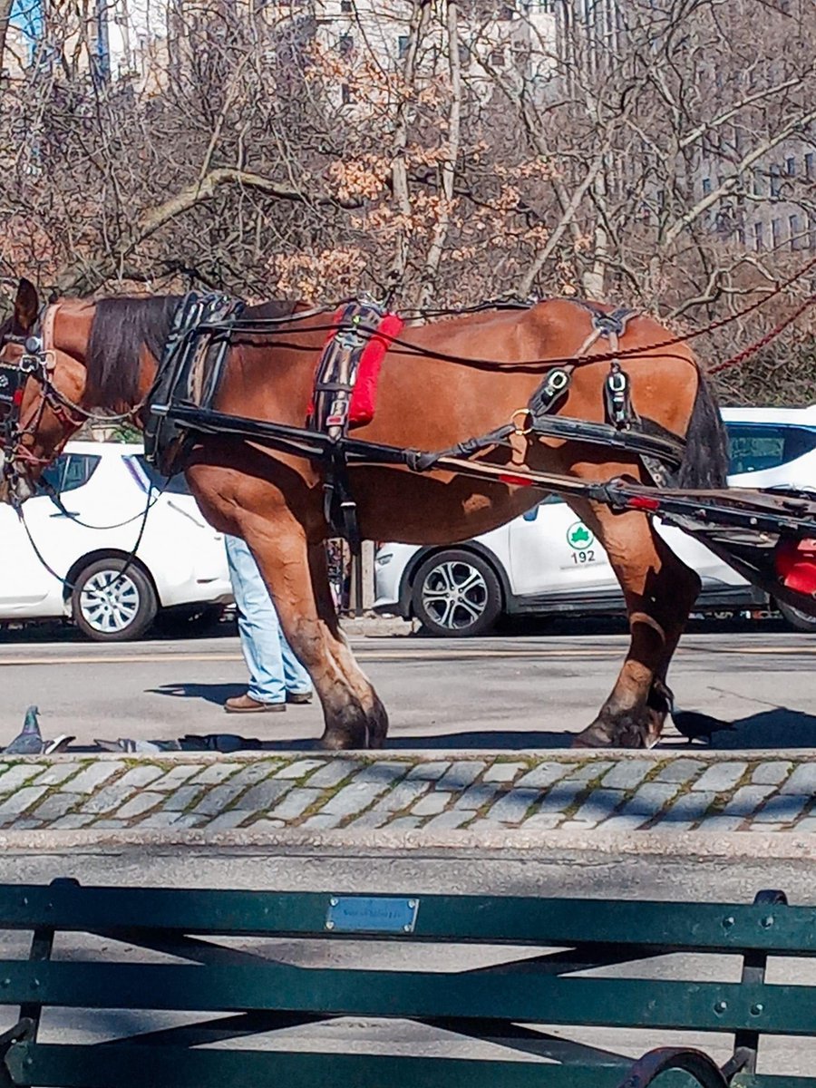 nyclass's tweet photo. 🚨HELP needed for this 17-year-old horse with an abnormal stance &amp; gait, appearing lame in the legs with depletion in her hind quarters. 

She’s likely in pain every day and forced to pull a carriage. @nycHealthy @mayorsCAU @NYCSpeakerAdams @JulieMenin @Lynn4NYC @NYPDPaws https://t.co/wvAepQRB0Q