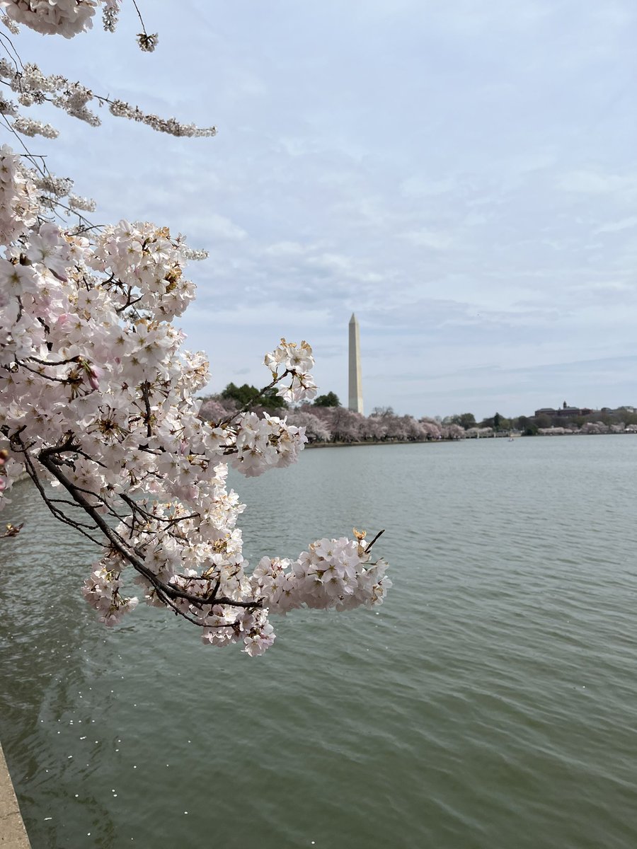 HowardPM's tweet image. The best time of year in DC 🌸