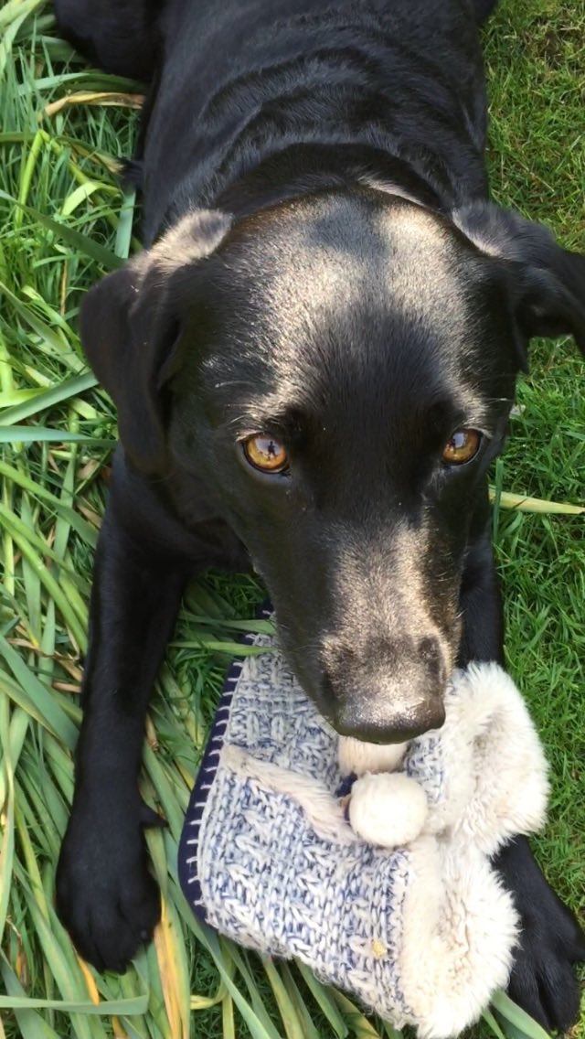 Will Swires tweet media