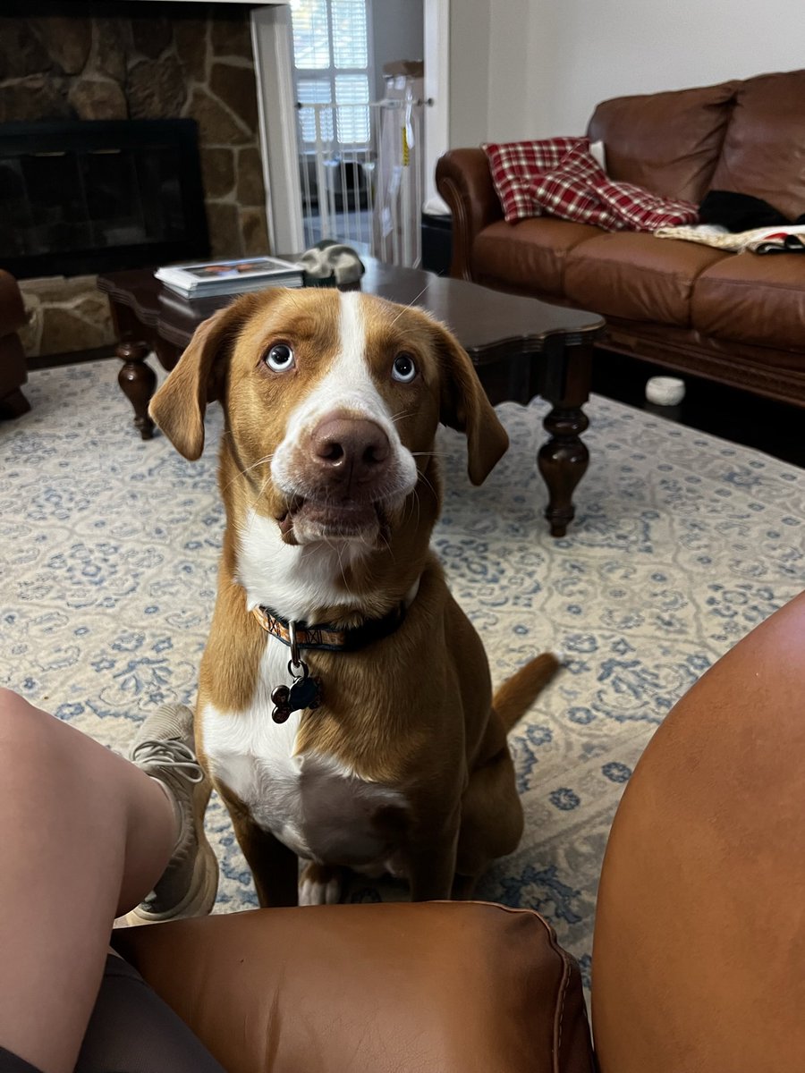 natalins80's tweet photo. @dog_rates This is Amara 🧡 https://t.co/vdbgaWvYWw