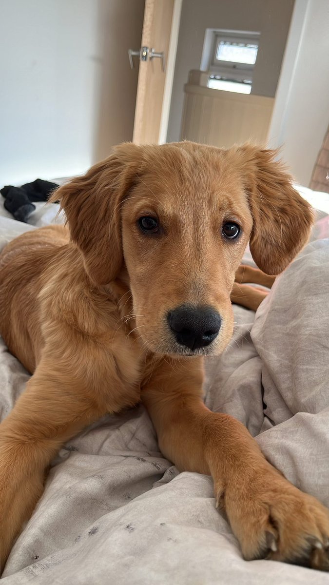 chloeevaans_'s tweet photo. #nationalpuppyday 🥹🤍 https://t.co/qWWA10bEz3
